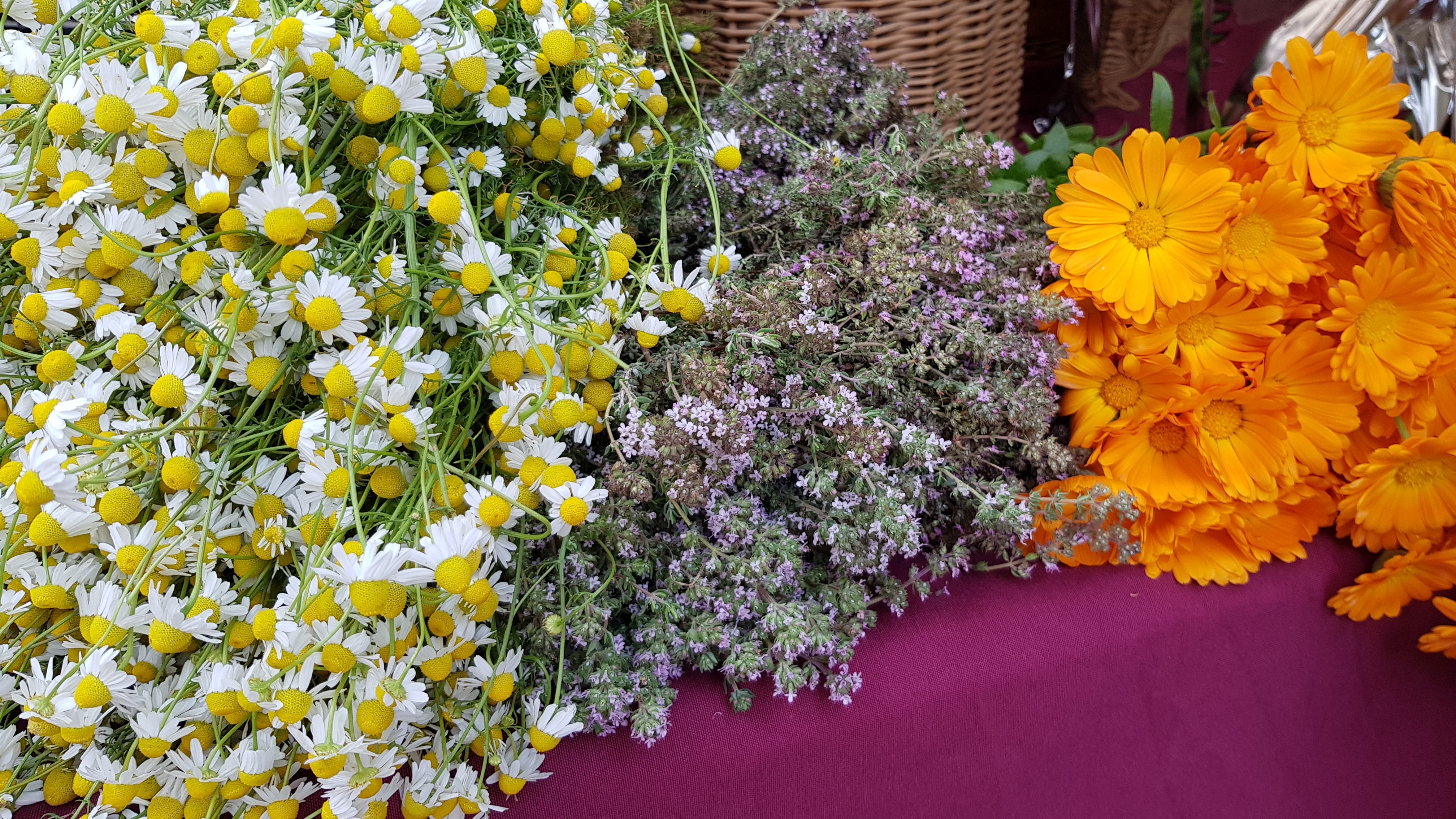 Peratallada herbs fair