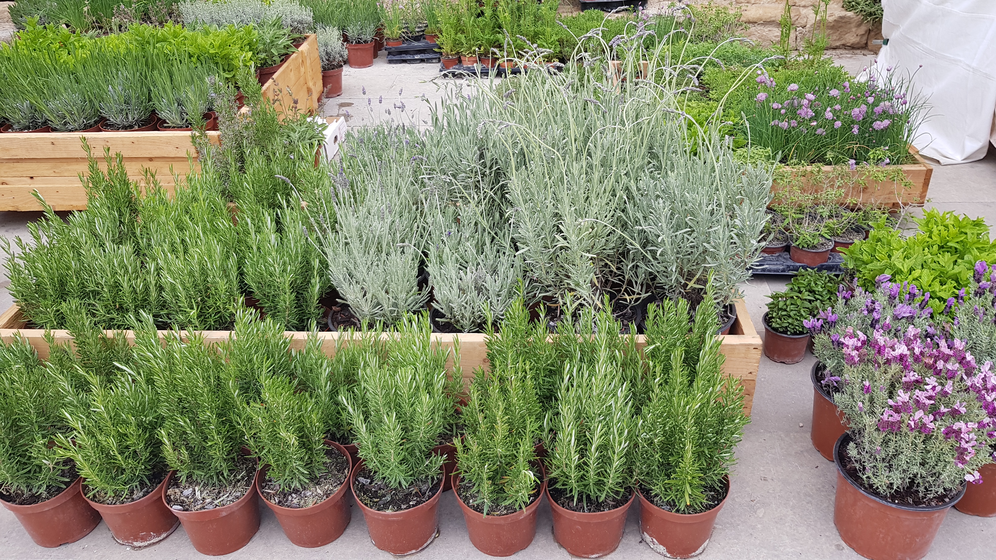 Peratallada herbs fair
